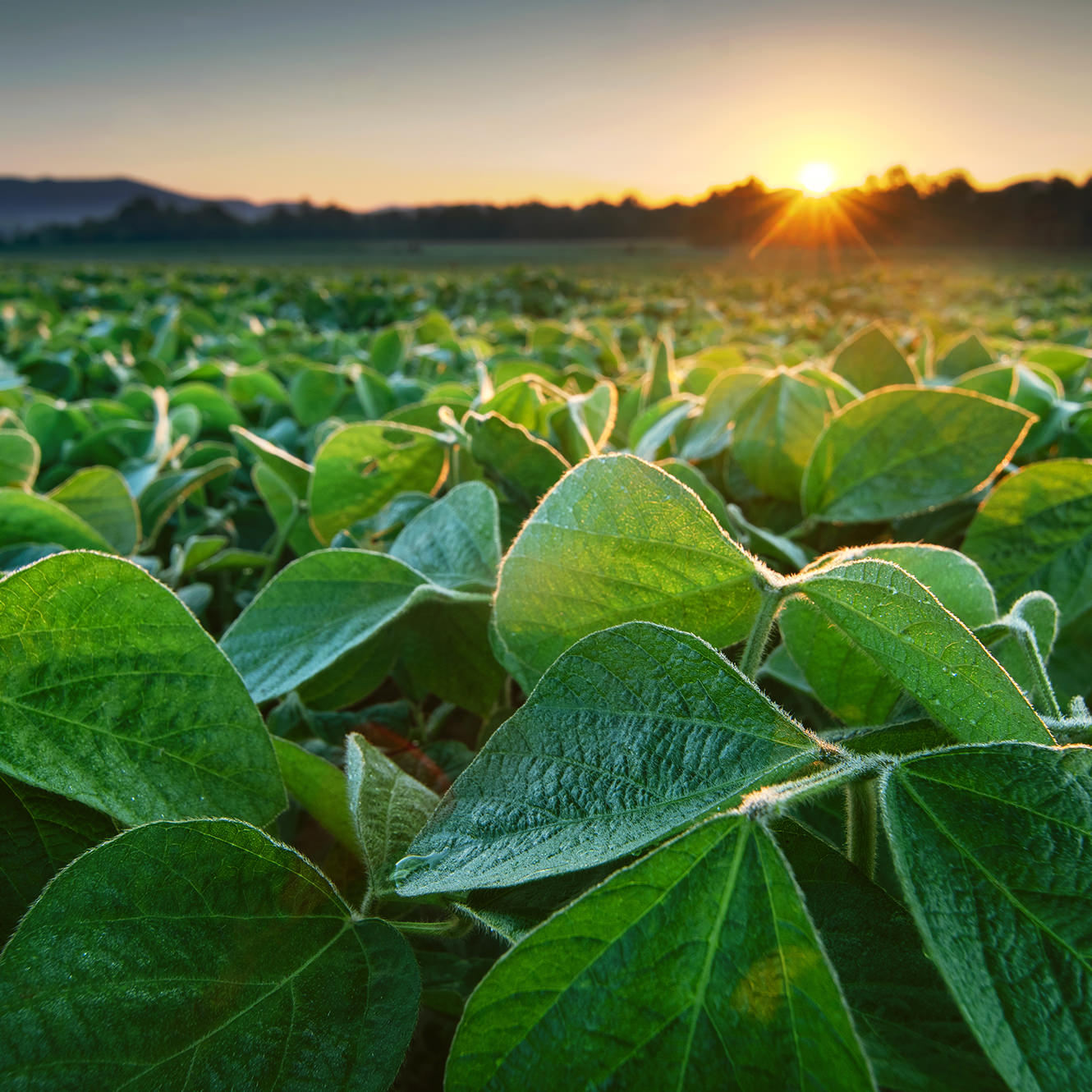 A field of soy bean crops A field of soy bean crops