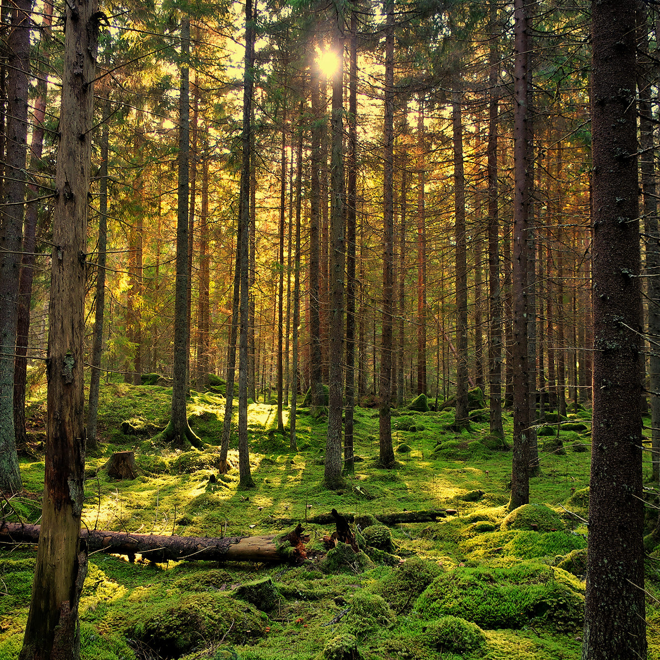 Sunrise seen through the tree trunks of a dense forest Sunrise seen through the tree trunks of a dense forest