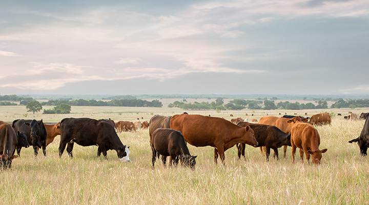 Cows grazing in a field. 