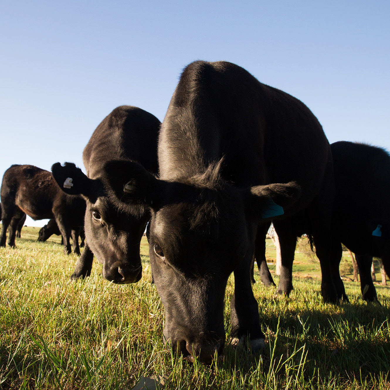 Two black cows grazing in a field Two black cows grazing in a field