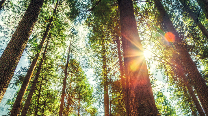 Photo of the sun shining through a canopy of trees