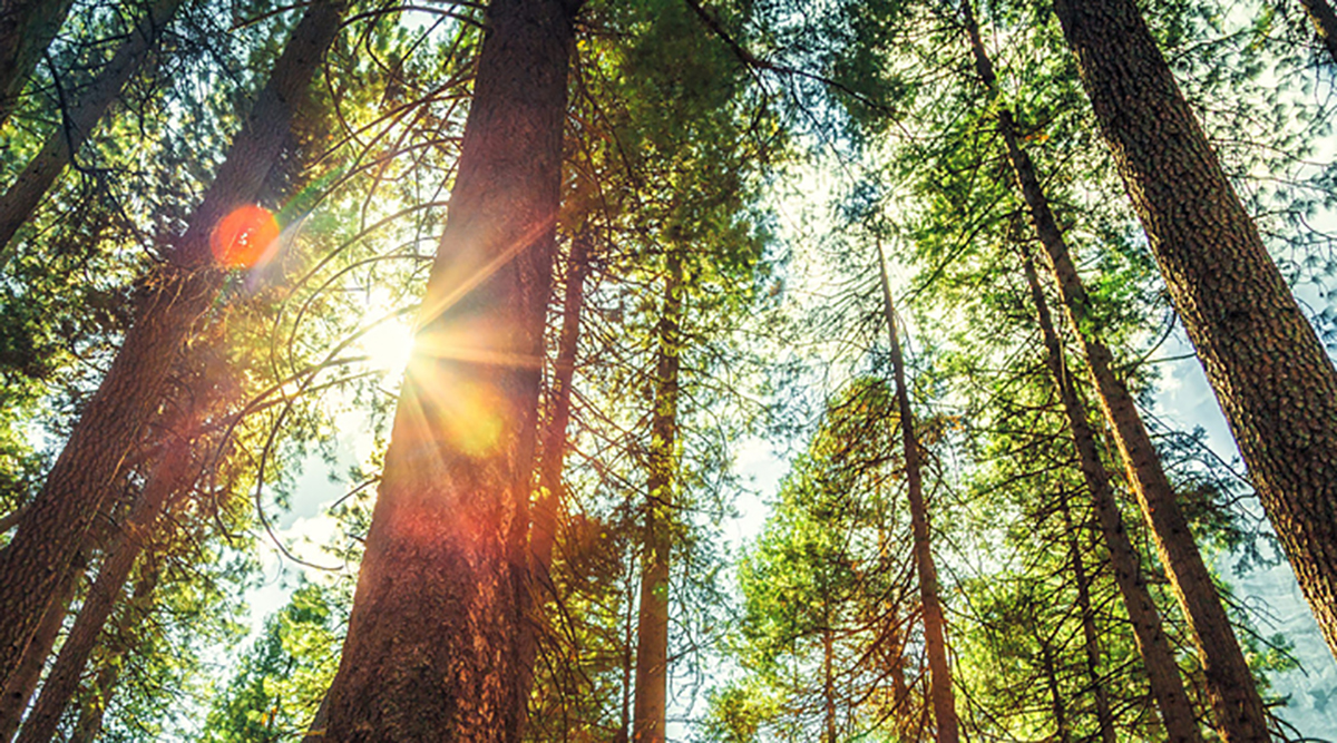 trees with sunlight coming through them
