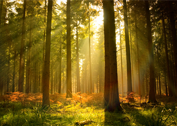 Picture of trees in a forest at sunset
