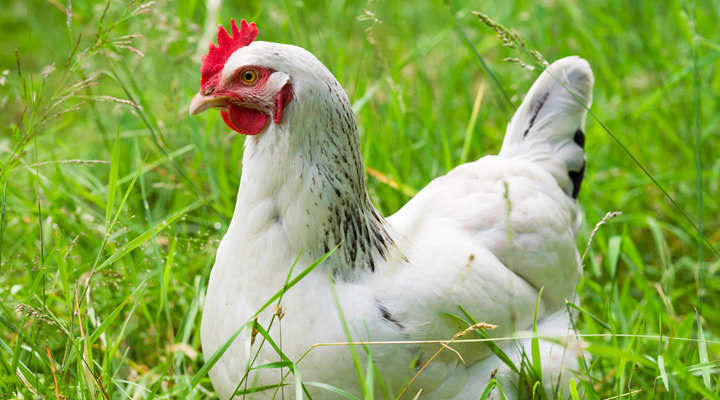 Photo of chicken