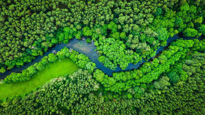 Aerial view of a forest