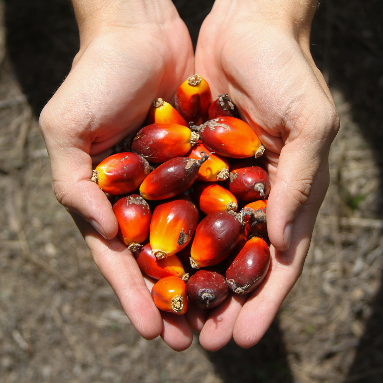 Two gloved hands hold and inspect a gathered bounty of palm oil fruit Two gloved hands hold and inspect a gathered bounty of palm oil fruit
